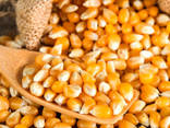 Yellow corn - photo 1
