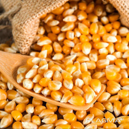 Yellow corn