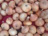 Yellow onion - photo 1