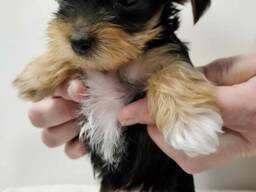 Yorkie Puppies ready for their new homes