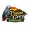 African Grey Parrots, LP